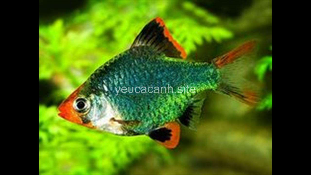 Cá Cọp Sumatra Tiger Barb: Hướng dẫn nuôi & chăm sóc chi tiết