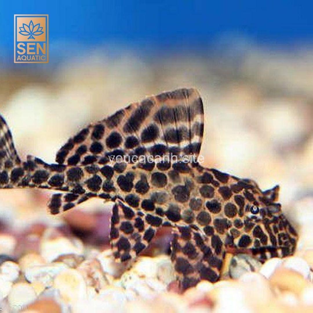 Cá Tỳ Bà Common Pleco: Hướng Dẫn Nuôi Hiệu Quả | yeucacanh.site