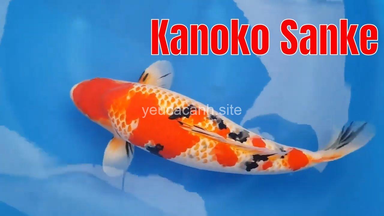 Kanoko Sanke: Giới thiệu về giống cá Koi đẹp mắt và cách nuôi dưỡng